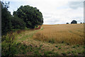 Field at Glassenbury, Cranbrook, Kent