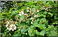 Bramble flower at Kiltonga