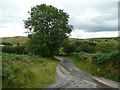 Ash tree in Cwm Cadlan