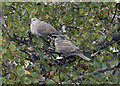 Collared Doves