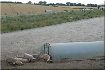SU4074 : Pig farm off Elton Lane by Graham Horn