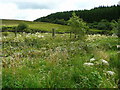 Flower-rich road margin