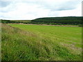 Forest beyond the Nant y Bryn