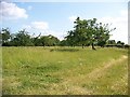 Cherry trees in an orchard at Graveney Hill