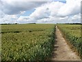 The right of way through a corn field at Graveney