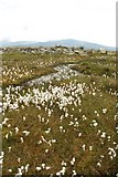 SH7138 : Cotton Grass near Llyn yr Oerfel by Jeff Buck