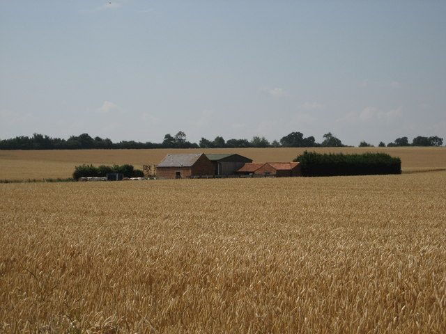 Wheat fields and farm buildings near Nassington
