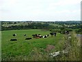 SE2802 : Cattle in field near Hopping and Pinfold Lanes by Wendy North