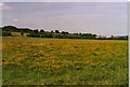SU3062 : Wild flower cultivation - Carvers Hill Farm, Shalbourne by D Gore
