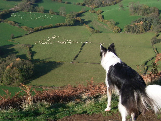 Sheep From Dinas Bran