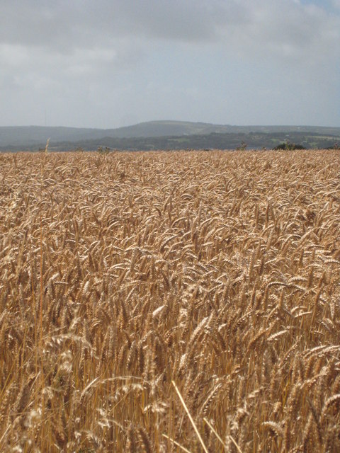 Field of ripe wheat at Gew