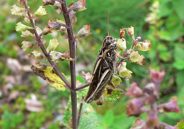 Grasshopper (or cricket?)