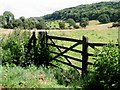 Elms Wood on West Down