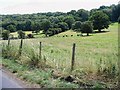 Cattle on West Downs