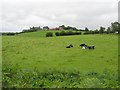 Currin Townland