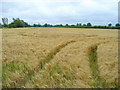 Barley crop