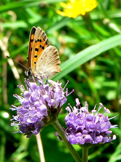 Small Copper on Scabious flower