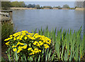 Marsh marigold at The Lenches Lakes