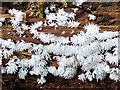 NS3983 : A slime mould - Ceratiomyxa fruticulosa by Lairich Rig