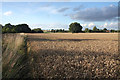 Wheat field near Stanton Chare