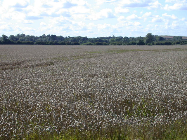 Wheatfield with view of Fulbourn Windmill