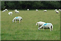 SN5561 : Grazing south-west of Bethania, Ceredigion by Roger  D Kidd