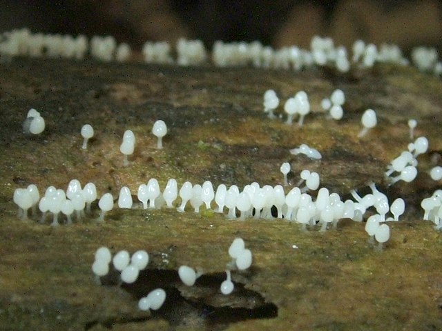 Stalked slime mould fruiting bodies