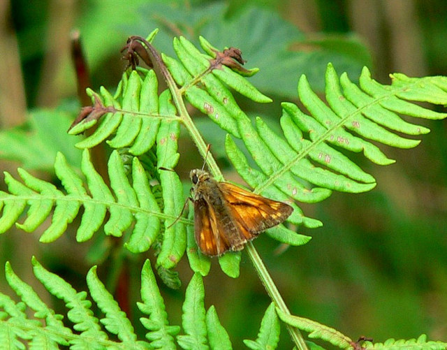 Large Skipper in the Bovey Valley