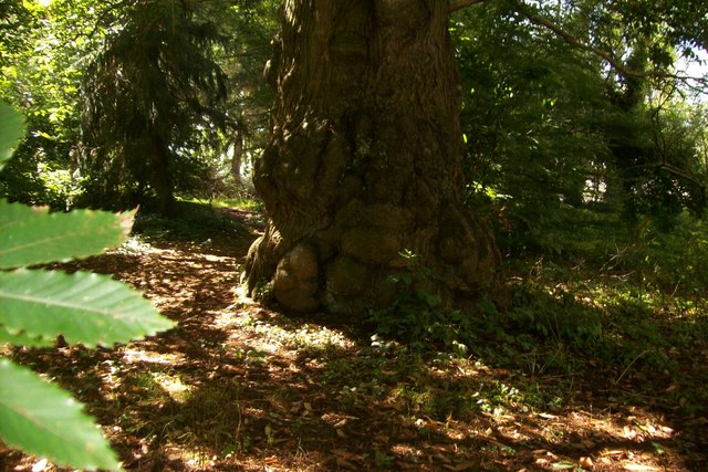 Ancient Sweet Chestnut Tree Bicton Arboretum Devon