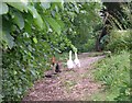 Goosie, Goosie Gander ! - Burley Road, Menston