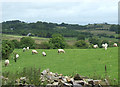 Sheep grazing near Penuwch, Ceredigion