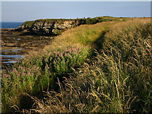 NU2231 : Coast path, south of Seahouses by Chris Gunns