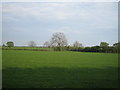 Field near Botolph Claydon 2