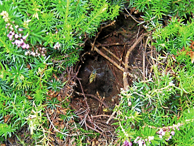 Newburgh: wasp nest