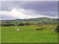 Field near Waun-aeron, Llanfyrnach