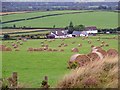 Bales in a field: Tynewydd, Castellan