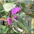 Large White Butterfly along the River Sence