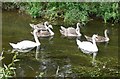 A family of swans on the River Sence