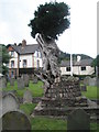 Gnarled tree  in St Dubricius Churchyard