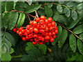 Roadside Red Berries