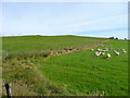 Sheep pasture near Pencaemelyn