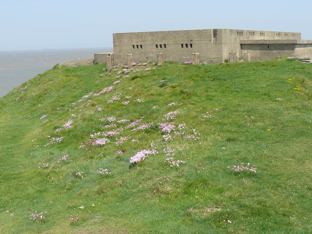 Thrift on SW west slope at Brean Down Fort
