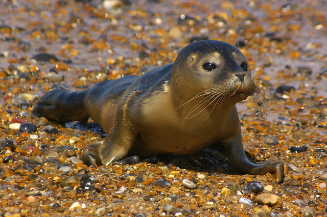 Young Common Seal on beach at Cley Eye