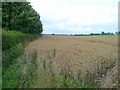 Herefordshire arable land 1