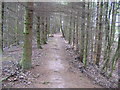 Newtyle & Glammis Railway embankment in Nethermill Wood