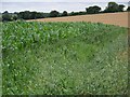 Crops near Little Shoddesden