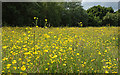 Buttercup Meadow at Orrell Water Park