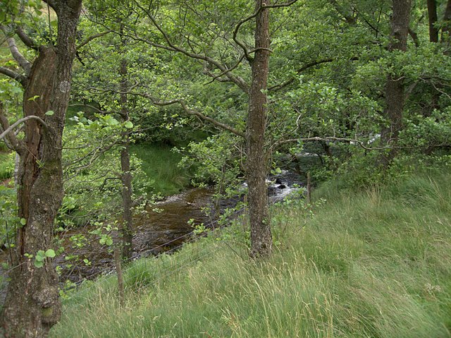 Woodland by the Afon Doethie