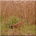 Pheasant poult near Ranger