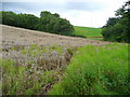 Corner of a barley field